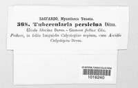 Tubercularia persicina image